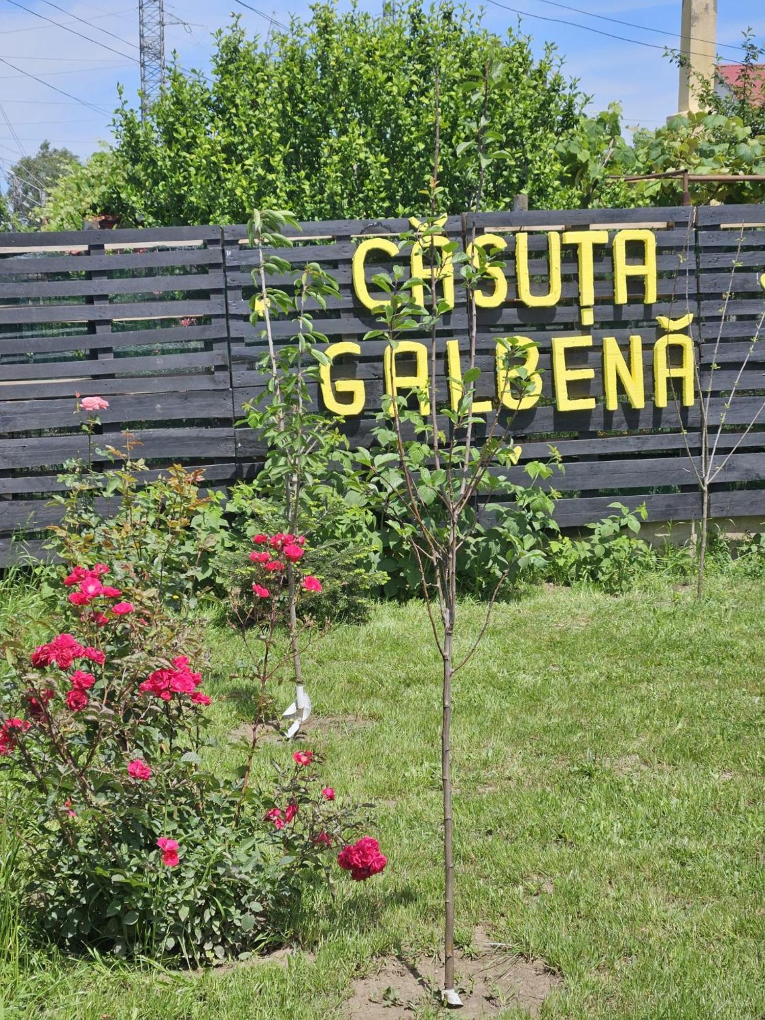 Вілла Casuta Galbena Ефоріє-Норд Екстер'єр фото